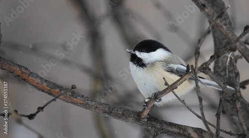 Chickadee perched on branch