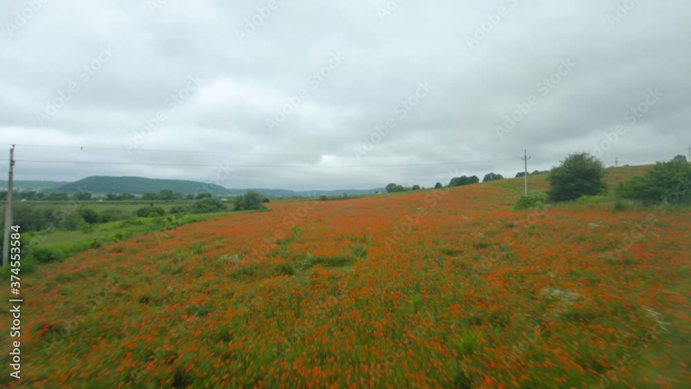 FPV drone quickly and maneuverably flies over a flowering poppy field FPV drone quickly and maneuverably flies over a flowering poppy field