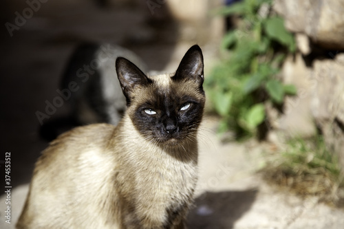Photography Siamese cat on street