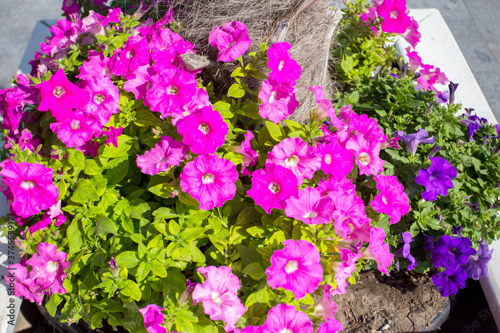 purple petunia flowers in the garden in Spring time. Shallow depth of field