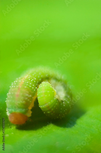 green grass with dew drops