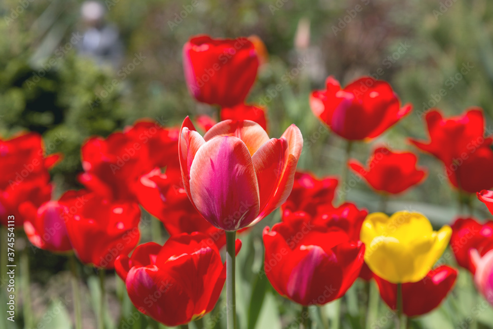 tulips flower, many flowering tulips on a flower bed Can be used for display or montage your production. Presentation of advertising ideas.