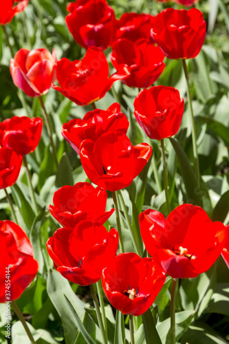 tulips flower  many flowering tulips on a flower bed Can be used for display or montage your production. Presentation of advertising ideas.