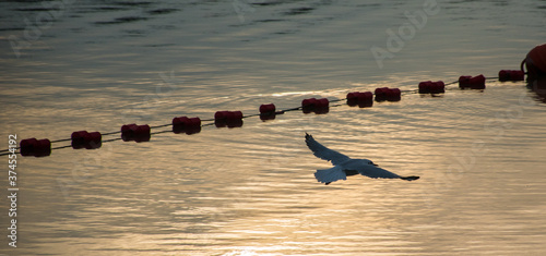 A seagull flies over water