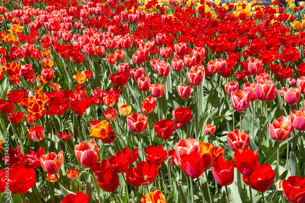 tulips flower, many flowering tulips on a flower bed Can be used for display or montage your production. Presentation of advertising ideas.