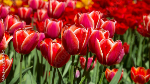 tulips flower, many flowering tulips on a flower bed Can be used for display or montage your production. Presentation of advertising ideas.