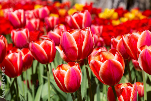 tulips flower  many flowering tulips on a flower bed Can be used for display or montage your production. Presentation of advertising ideas.