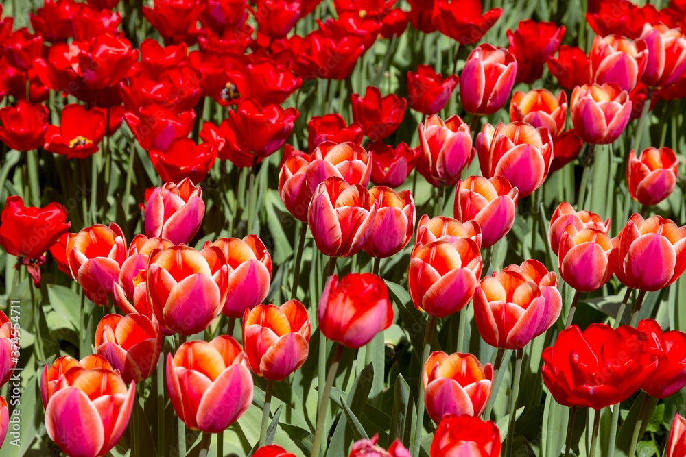 tulips flower, many flowering tulips on a flower bed Can be used for display or montage your production. Presentation of advertising ideas. tulips flower, many flowering tulips on a flower bed Can be used for display or montage your production. Presentation of advertising ideas.