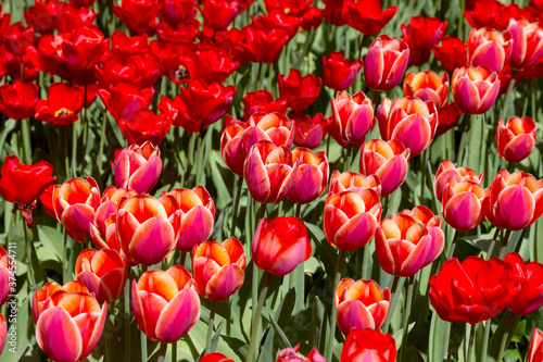 tulips flower  many flowering tulips on a flower bed Can be used for display or montage your production. Presentation of advertising ideas.