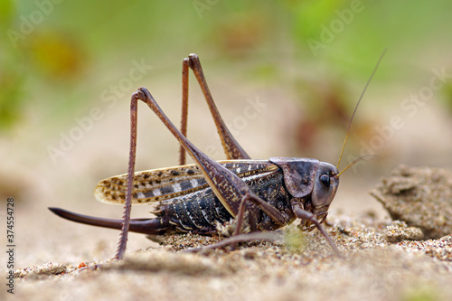 The grey grasshopper on the ground