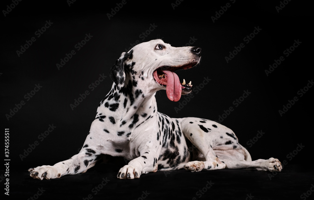 Dalmatian dog sitting side by side isolated with black background