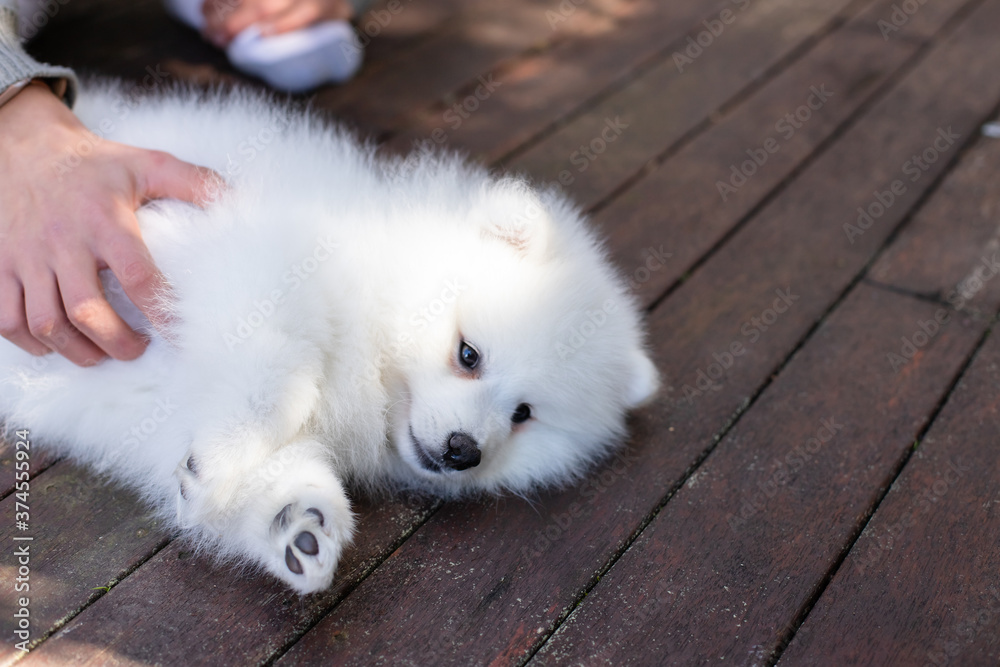 japanese spitz puppy at home