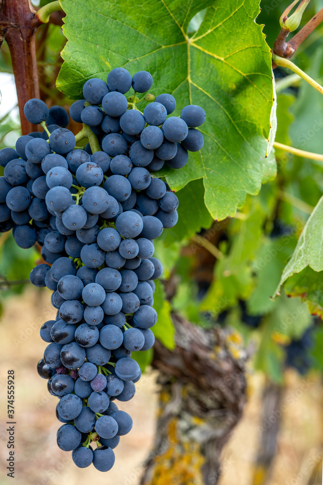 Naklejka premium Close-up of bunches of ripe red wine grapes on vine, selective focus.