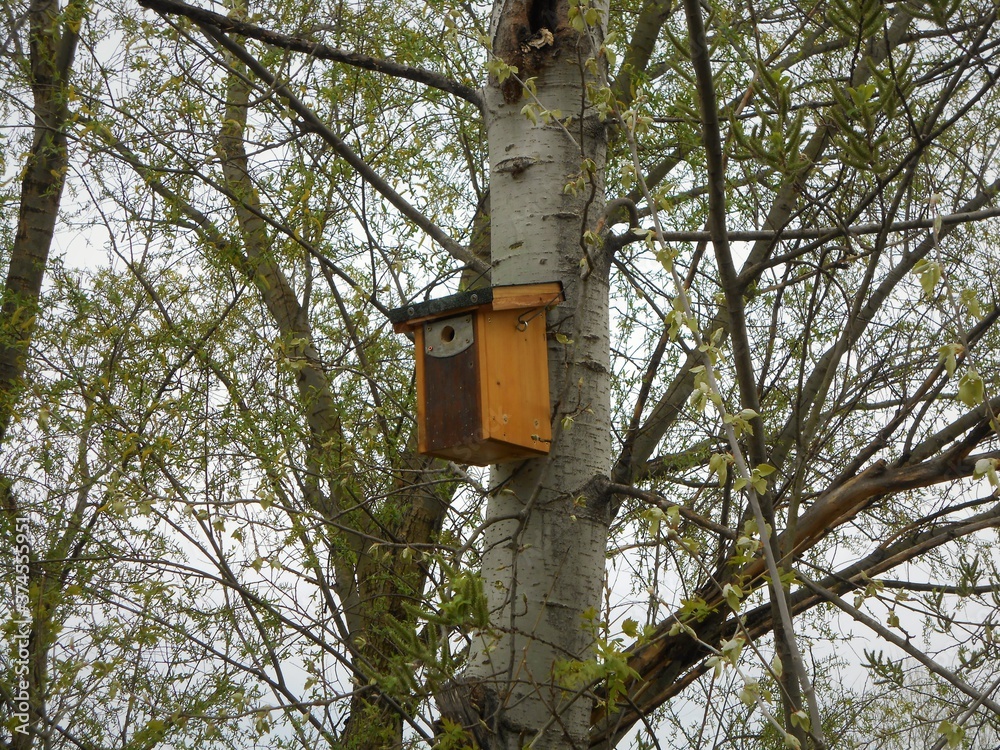 Wooden bird feeder on a tree on the edge of the road in Budapest suburb, Hungary