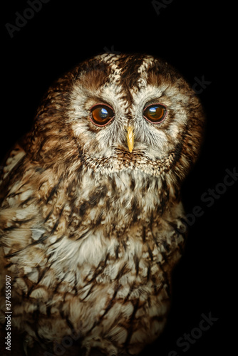 Tawny owl or brown owl (Strix aluco)