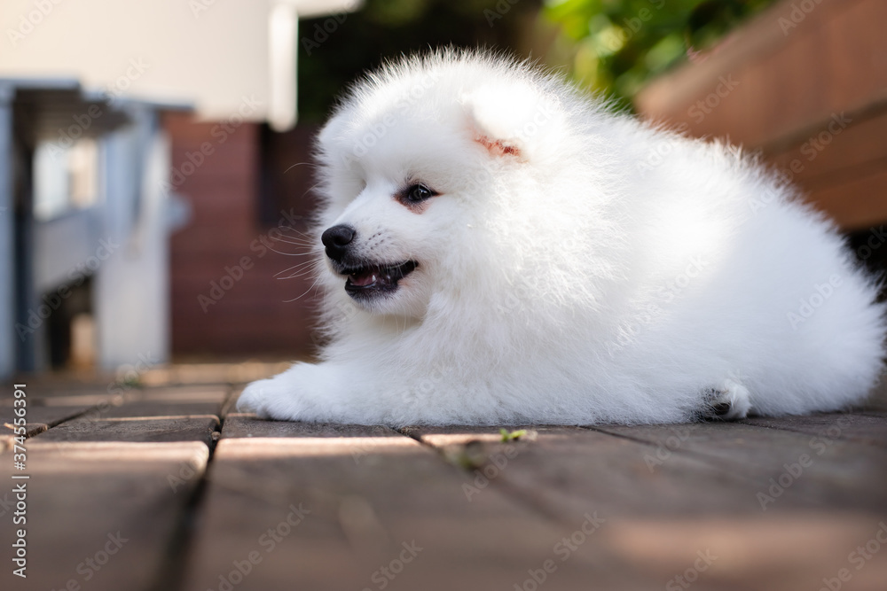 japanese spitz puppy at home japanese spitz puppy at home