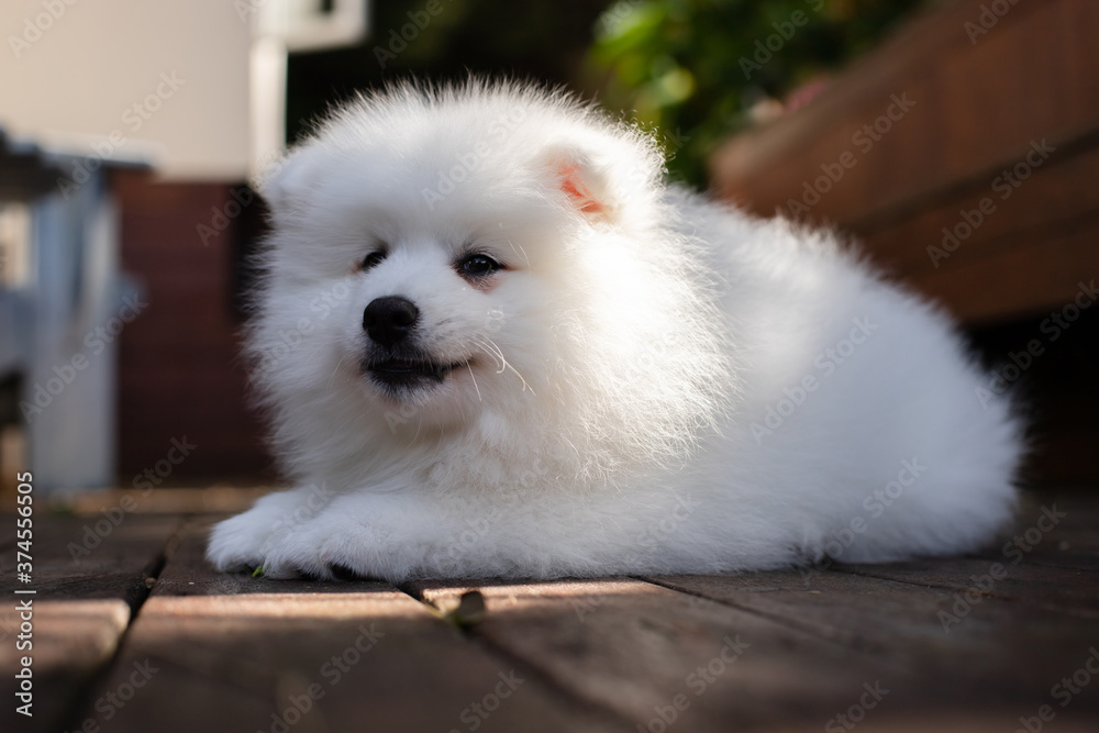 japanese spitz puppy at home