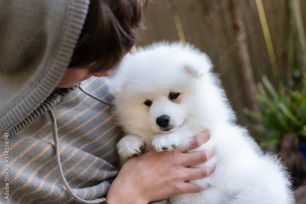 japanese spitz puppy at home
