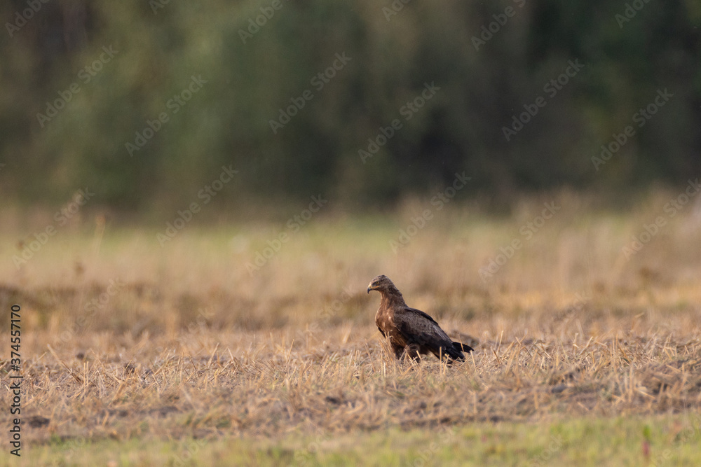 Lesser spotted eagle (Clanga pomarina) in ground Lesser spotted eagle (Clanga pomarina) in ground