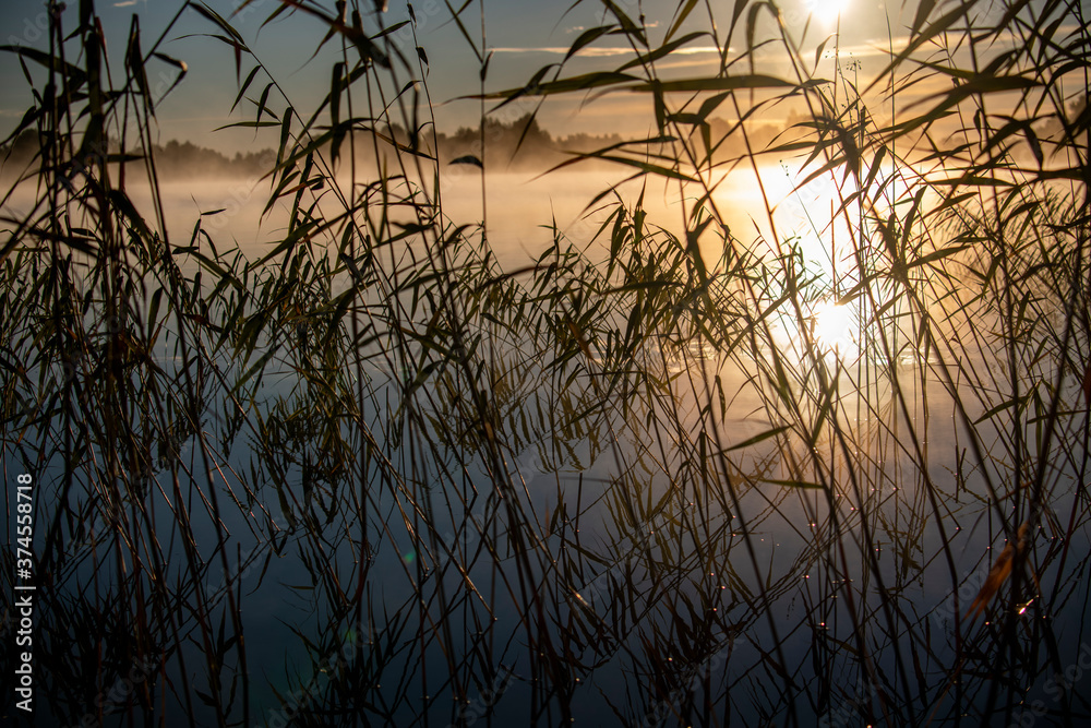 fog on the lake through green reeds at sunrise fog on the lake through green reeds at sunrise