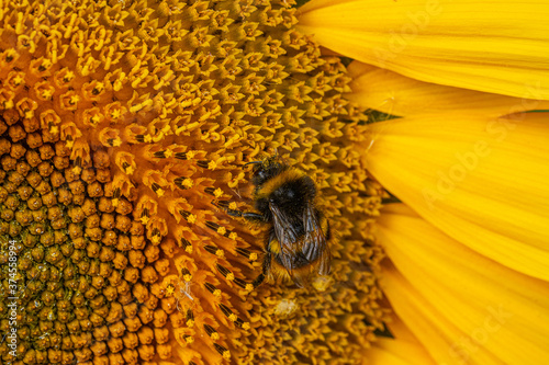 Close up Macro of Bumble Bee Pollinating British Sunflowers