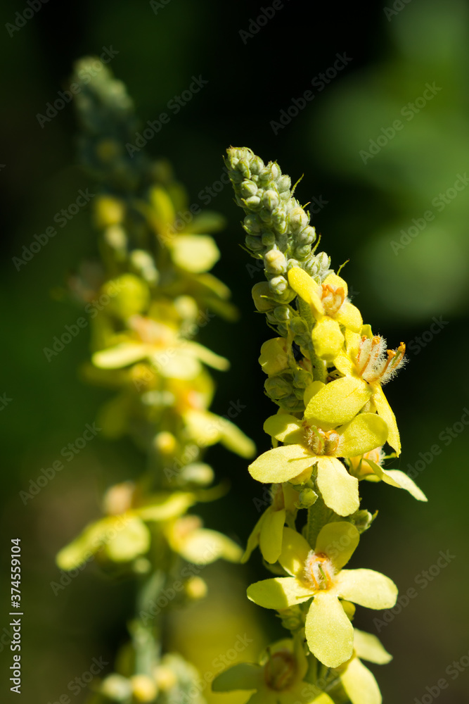 Verbascum lychnitis, of the figwort family (Scrophulariaceae) Verbascum lychnitis, of the figwort family (Scrophulariaceae)