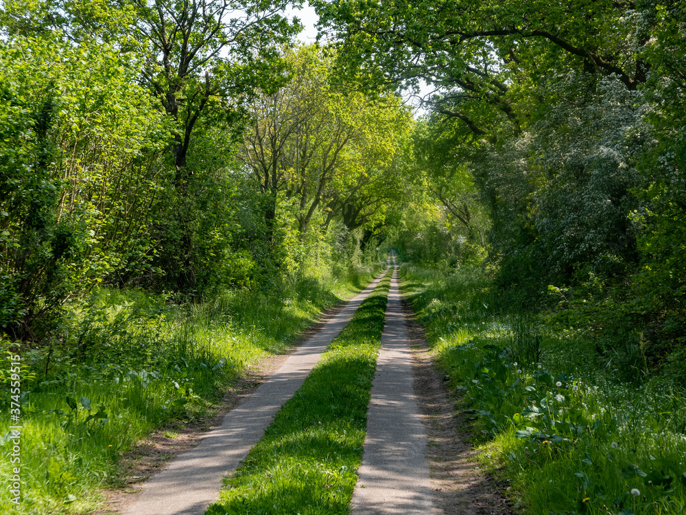 Feldweg im Frühling in Schleswig-Holstein