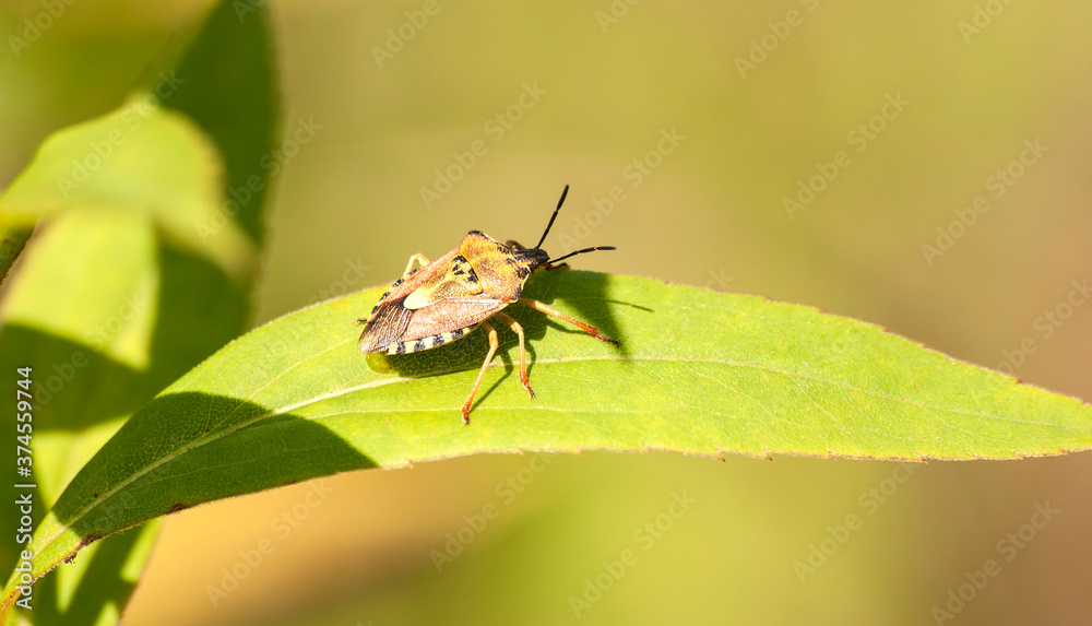 Naklejka premium robak w słońcu na liściu