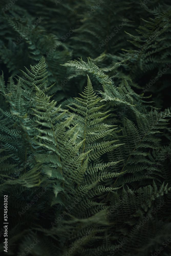Dark moody view of fern leaves in a magic deep forest with high contrast and dark background perfect for nature wallpaper. Austrian Alps, Salzkammergut in Austria, Europe