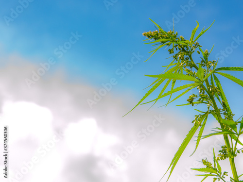 dense cannabis bush against the sky  side view  short focus