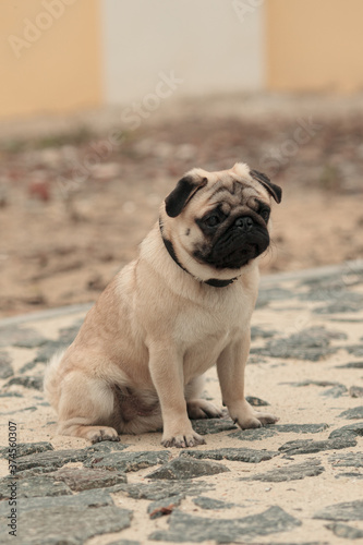 Adult dog pug on paving day