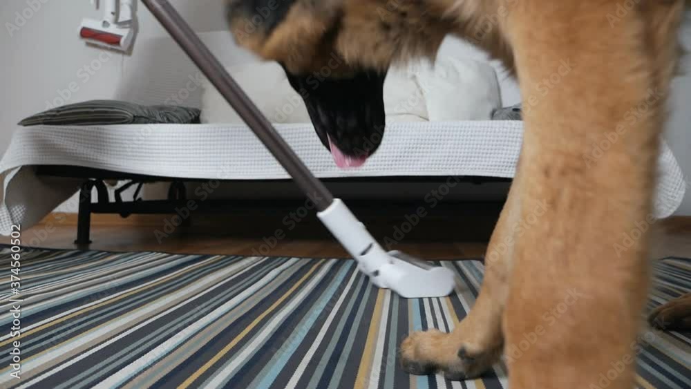 Vacuuming the house, next to it lies a German shepherd funny watching the movement of the vacuum