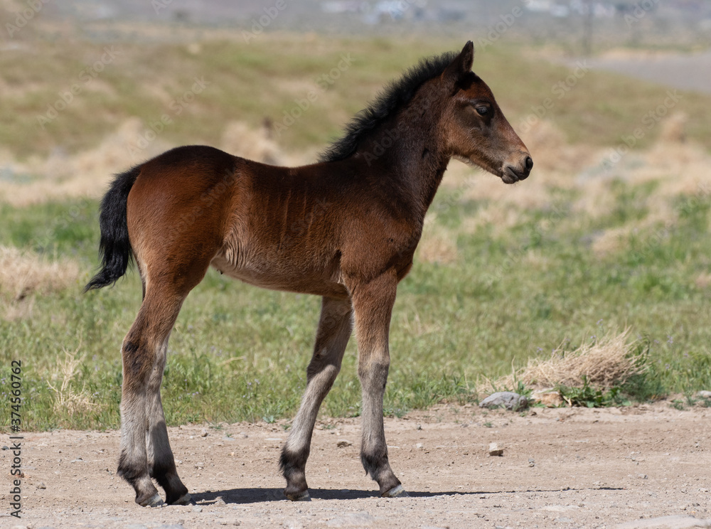 Obraz premium wild foal wild horse