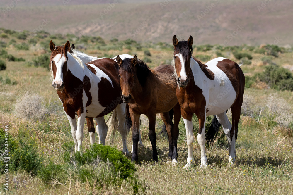 Fototapeta premium wild herd of horses