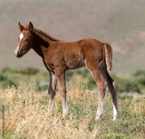  wild foal