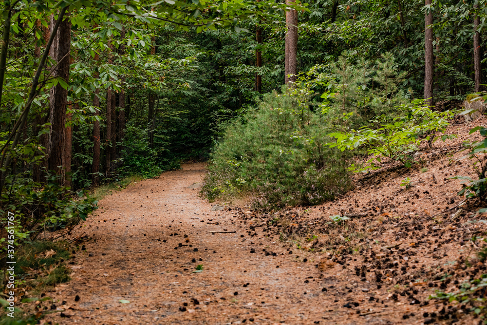 Wandern an einem einsamen Waldweg durch die grüne Natur in einem Mischwald der Rheinland-Pfalz Wandern an einem einsamen Waldweg durch die grüne Natur in einem Mischwald der Rheinland-Pfalz