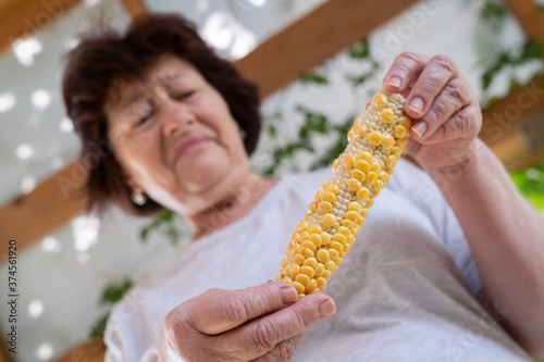 Senior woman in white t-shirt is holding in her hands a corn and looking at the corn with distaste. She holds in her hand bad quality corn without some grains. Poor harvest. Ecology problems