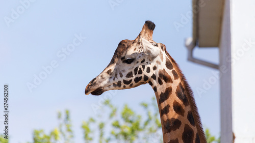 Giraffe closeup in front of the Wildlife Park Odessa Ukraine © Elena