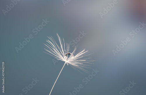 Beautiful drop of water on a dandelion seed on a blurred background  reflection of a flower in a drop  macro.