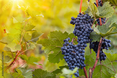 Red grapes ready to be harv...