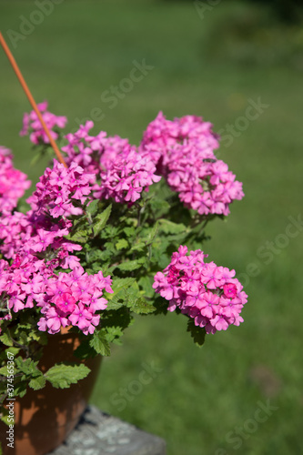 Pot with garden flowers verbena pink.Vertical placement