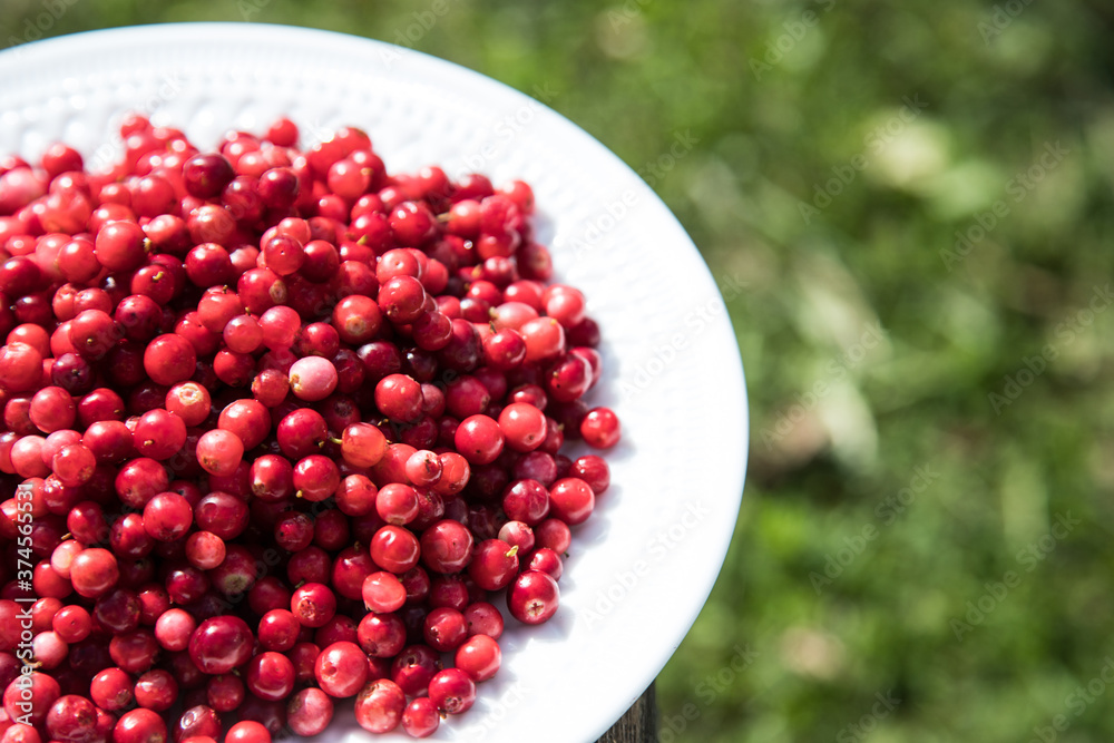 White plate with ripe cranberries. Close up. Horizontal placement. Place for copy space White plate with ripe cranberries. Close up. Horizontal placement. Place for copy space