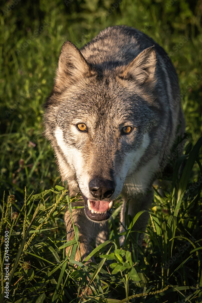 Fototapeta premium A Wolf in the Evening Sun During Summertime