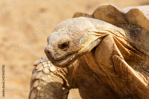 Very large turtle with powerful columnar legs and a relatively small head. Slow life of land tortoises in the biopark of Odessa. photo