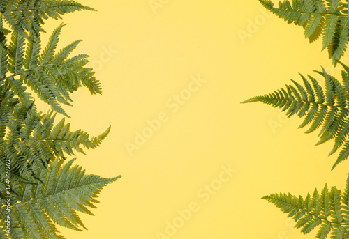 Fern leaves on both sides of the yellow background.Horizontal placement. Place for copy space