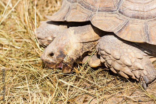 Very large turtle with powerful columnar legs and a relatively small head. Slow life of land tortoises in the biopark of Odessa. photo