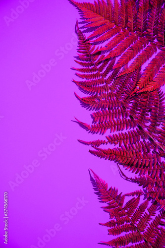 Fern leaves on a blue background  leaf shadows  neon colors. A place for the space mine. Horizontal orientation