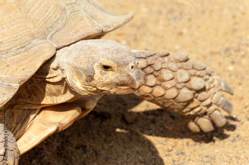 Very large turtle with powerful columnar legs and a relatively small head. Slow life of land tortoises in the biopark of Odessa. photo