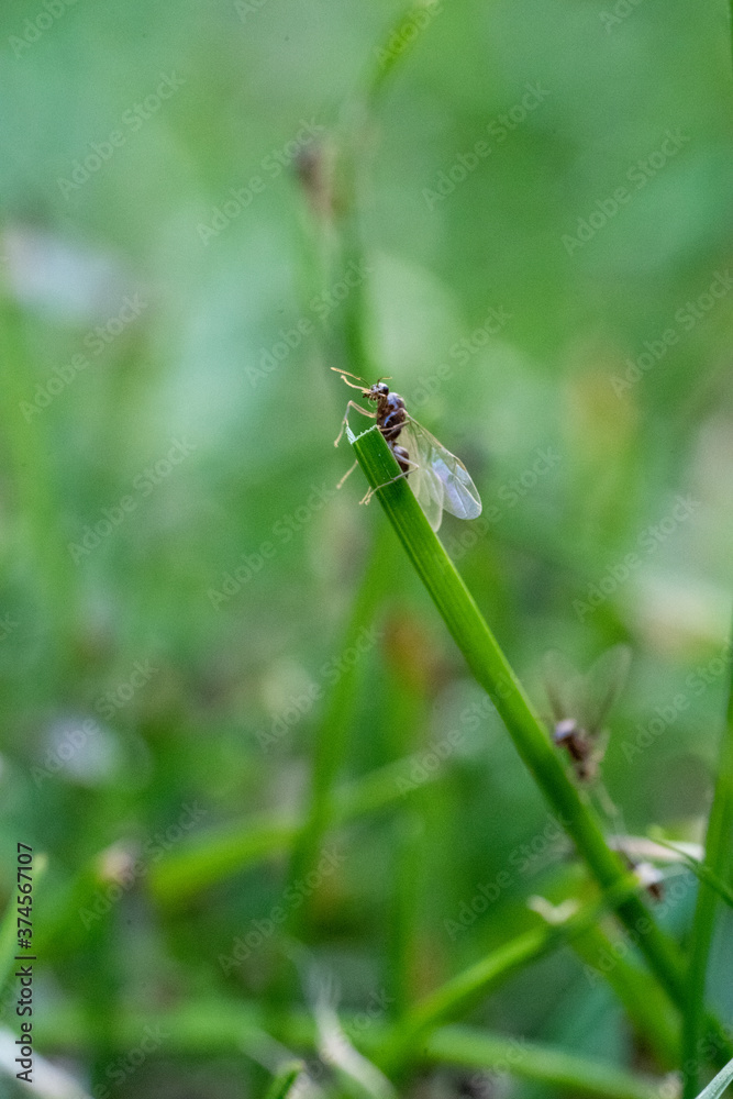 Flying Ants hatching out and flying from Green Grass stems Flying Ants hatching out and flying from Green Grass stems
