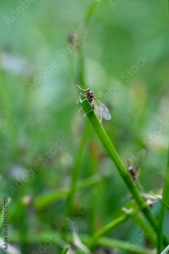 Flying Ants hatching out and flying from Green Grass stems